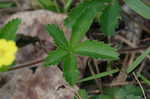 Common cinquefoil